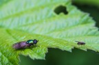 Prime Macro Prime Macro