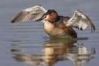 Svasso maggiore (Podiceps cristatus)