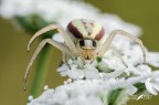 Misumena vatia - Thomisidae
