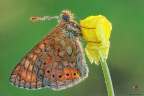Euphydryas aurinia....