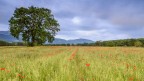 Primavera Primavera