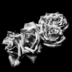 Rose Rose