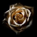 Rosa Rosa