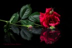 Reflected rose
