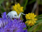 Thomisidae, Misumena vatia. Thomisidae, Misumena vatia.