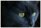 Occhi di gatto Occhi di gatto