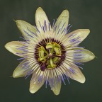 Passiflora caerulea