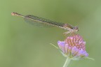 Ceriagrion Tenellum