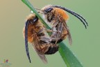 Eucera longicornis.....