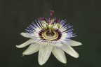 Passiflora caerulea