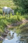 Attanasio cavallo vanesio Attanasio cavallo vanesio