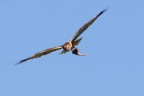 Falco di palude Falco di palude