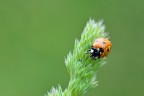 Cocinella Cocinella