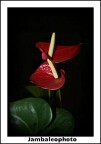 Pianta erbacea fiorita a fogliame decorativo...Anthurium