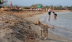 il vagabondo il vagabondo