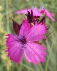 Macro Macro