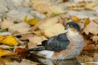 Sparviero (Accipiter nisus) Sparviero (Accipiter nisus)