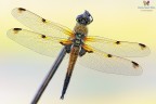 Quadrimaculata..... Quadrimaculata.....