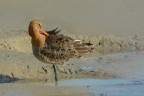 Pittima reale (Limosa limosa) Pittima reale (Limosa limosa)