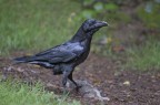 Corvo imperiale Corvo imperiale