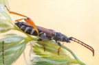 Stenopterus ater (Linnaeus, 1767) Stenopterus ater (Linnaeus, 1767)