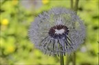 Tarassaco (1)