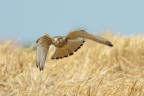 Gheppio (Falco tinnunculus) Gheppio (Falco tinnunculus)