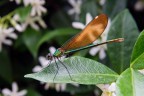 Libellula Libellula