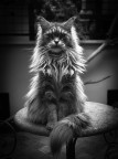 MelaZenobia B&W MelaZenobia B&W