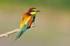 Il solitario Il solitario