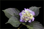 Ortensia Ortensia
