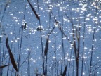I colli dei cigni splendono alla luce e mille barbagli... I colli dei cigni splendono alla luce e mille barbagli...