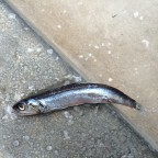 Una scalata impossibile