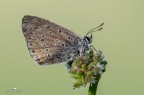 Licenide bagnata Licenide bagnata