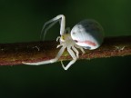 Aracne