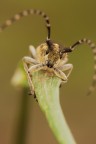 Agapanthia cynarae Agapanthia cynarae