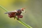 Myopa dorsalis Myopa dorsalis