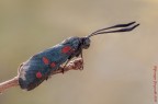 Zygaena filipendulae