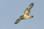 Gufo di palude (Asio flammeus) Gufo di palude (Asio flammeus)