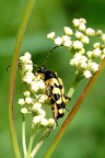 Cerambicide Strangalia maculata Cerambicide Strangalia maculata