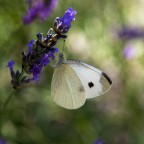 sul fiore di lavanda