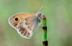 Coenonimpha Pamphilus...