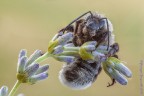 Il bombo sulla lavanda Il bombo sulla lavanda