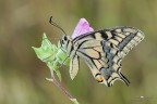 Papilio machaon Papilio machaon