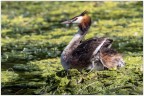 Tra le ali di mamma. Tra le ali di mamma.