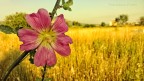 fiore al tramonto
