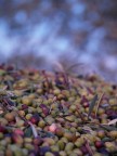 olive al frantoio olive al frantoio