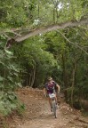 MTB - the tree -