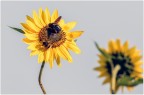 Girasoli. Girasoli.