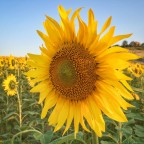 Girasoli Girasoli